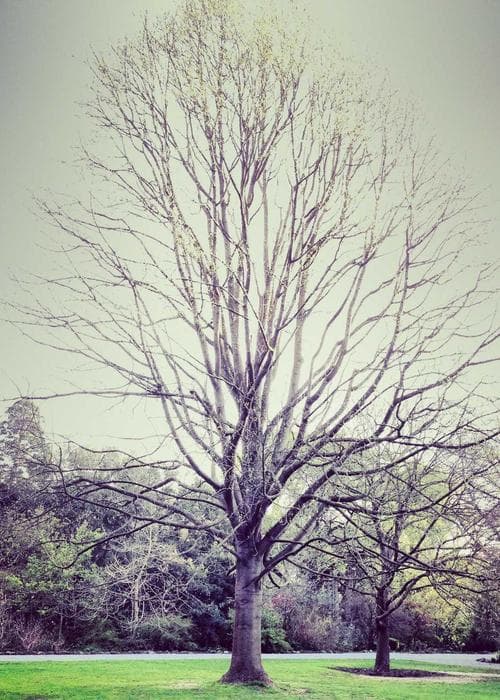 Echoes of Blackthorn